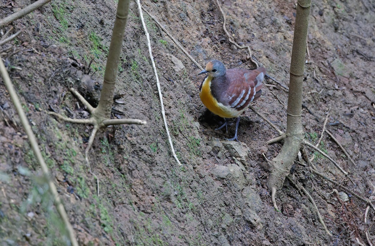 Cinnamon Ground Dove - ML624541122