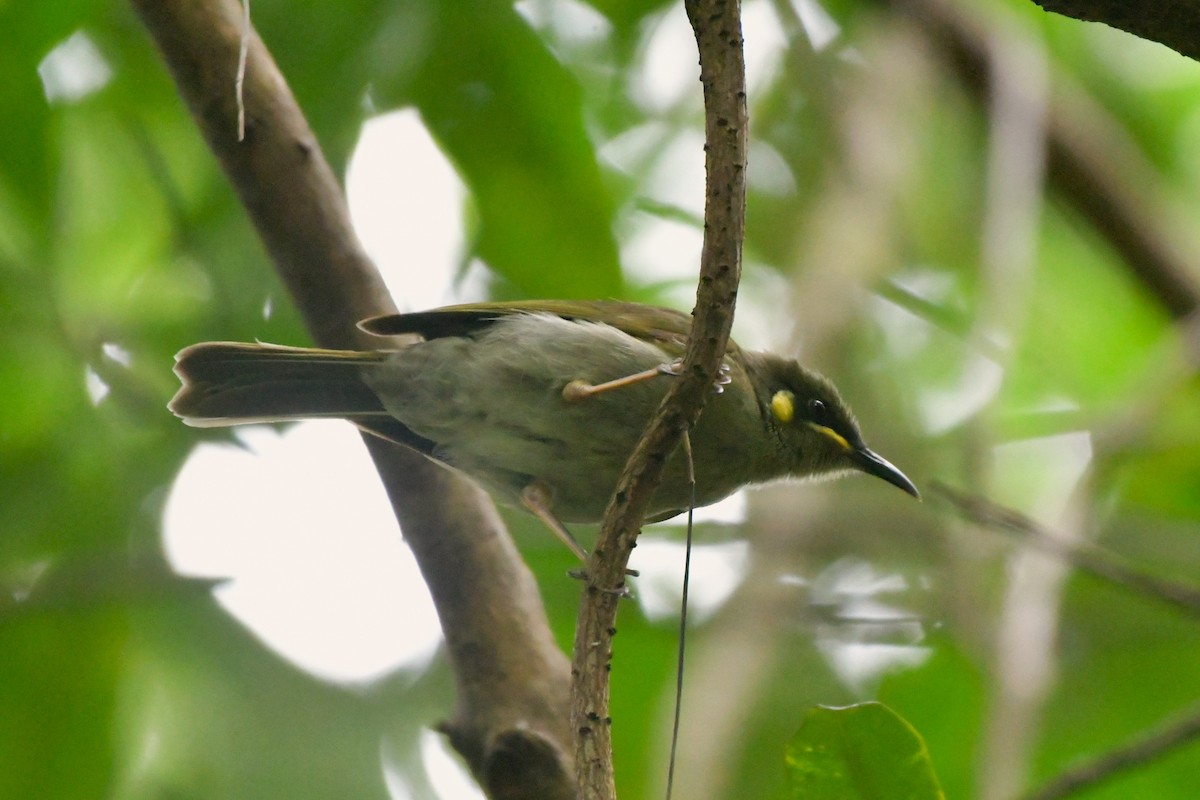 Cryptic Honeyeater - ML624541159