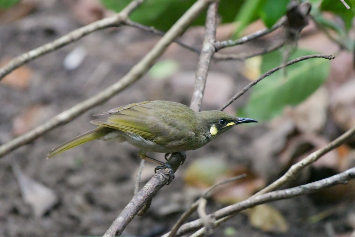 Cryptic Honeyeater - ML624541160
