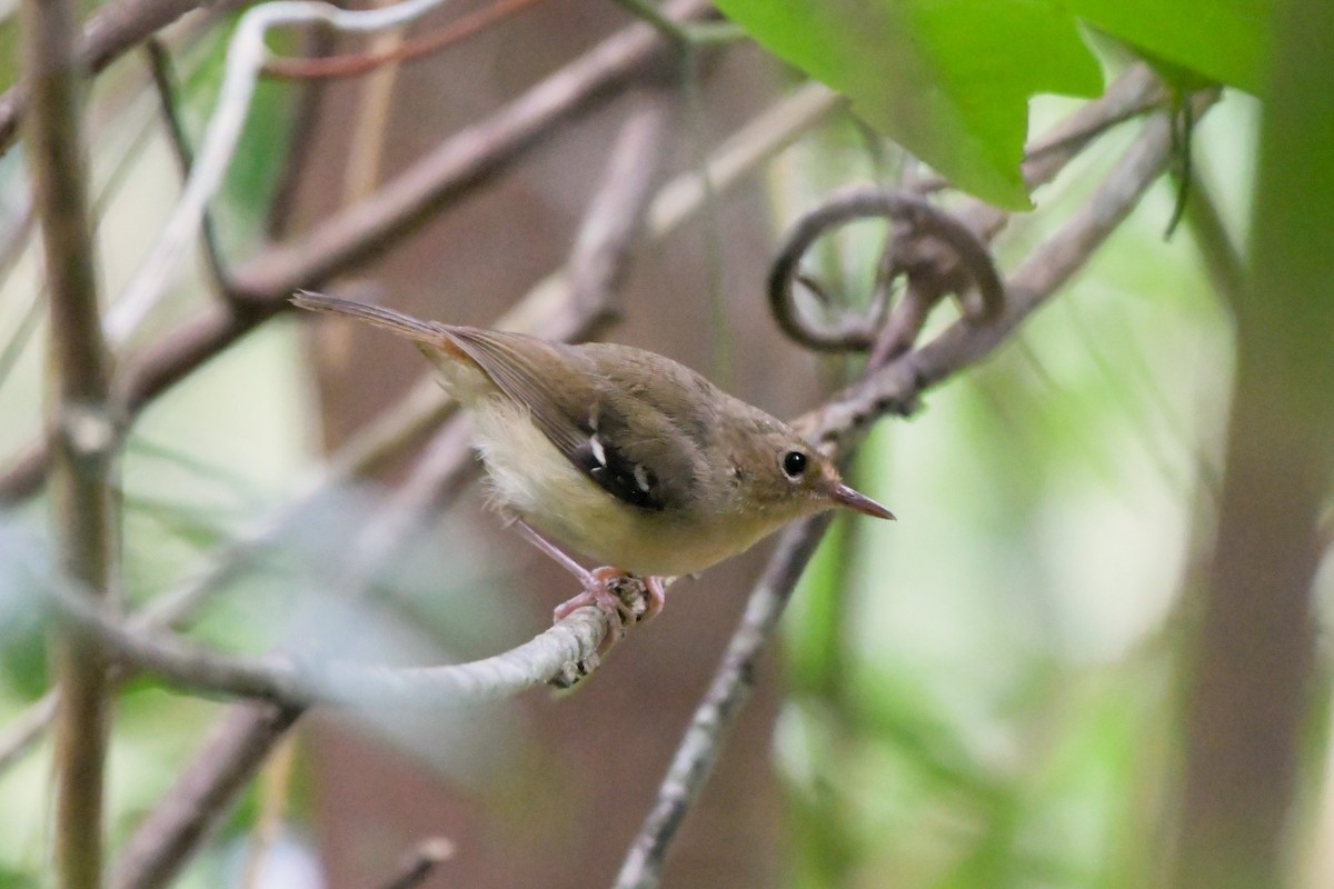 Tropical Scrubwren - ML624541180