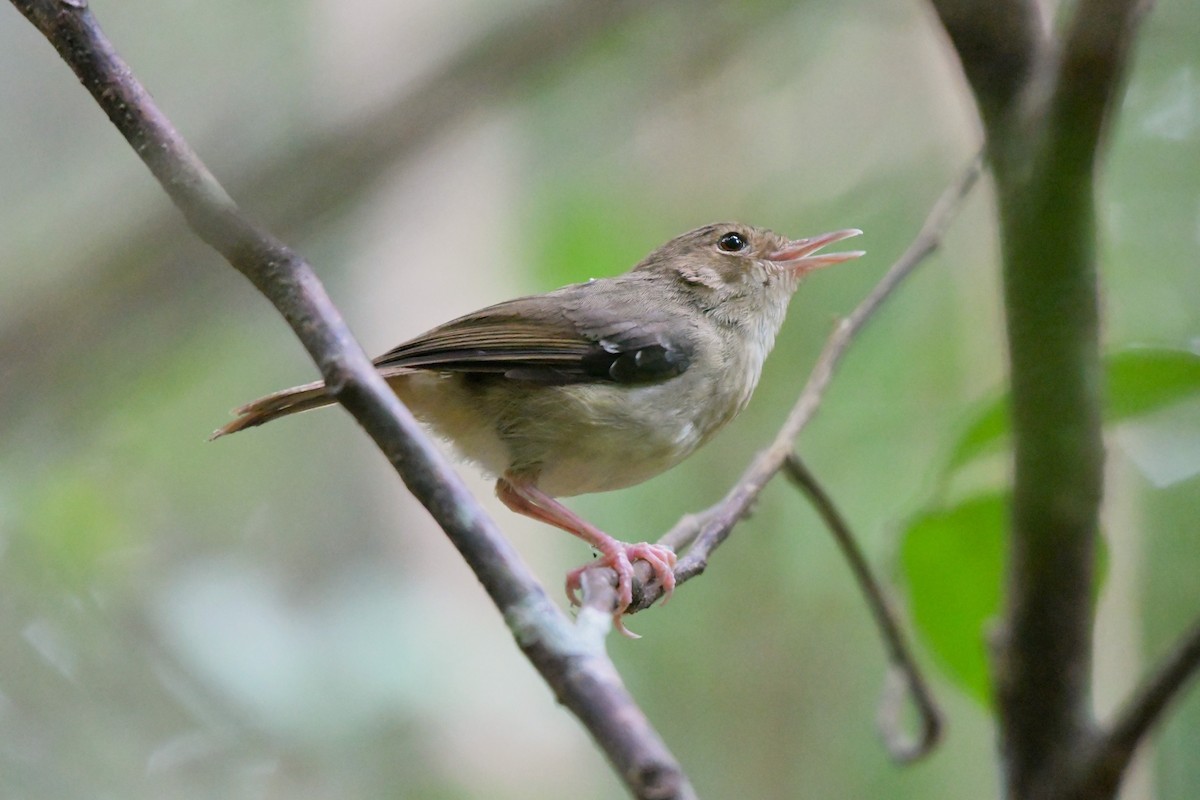 Tropical Scrubwren - ML624541181