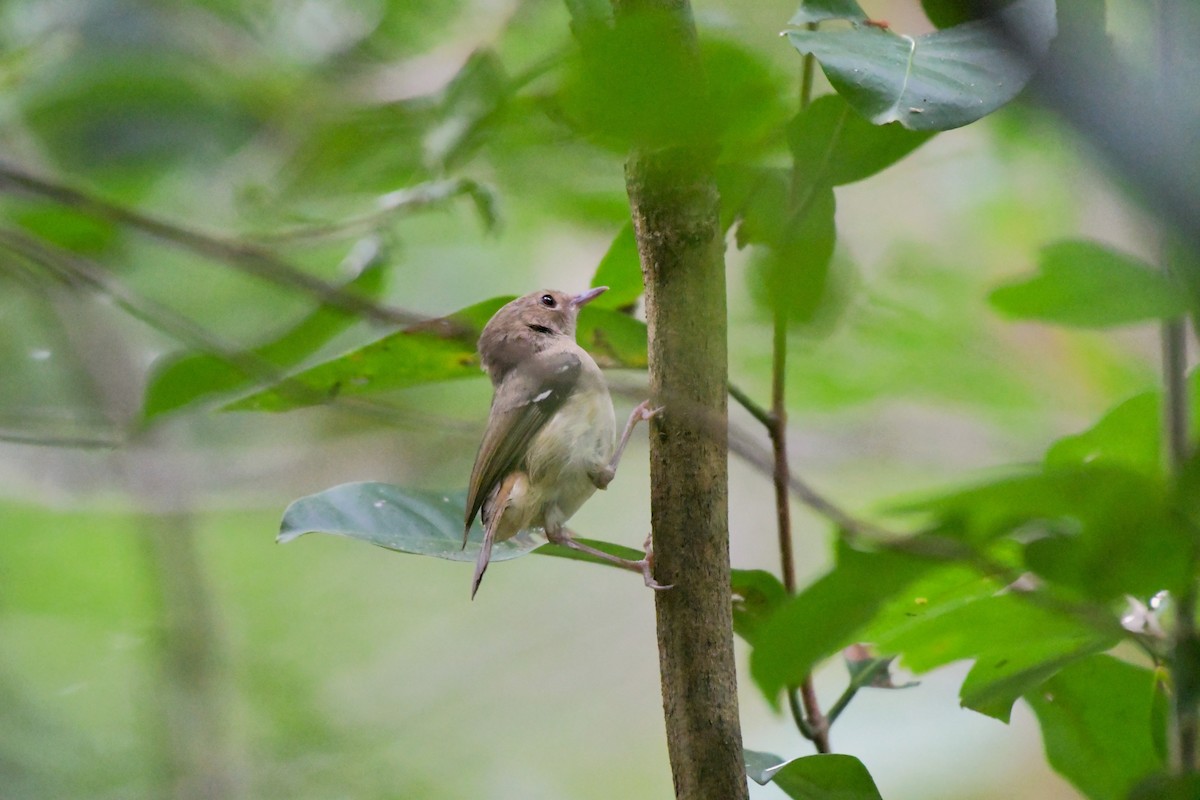 Tropical Scrubwren - ML624541182