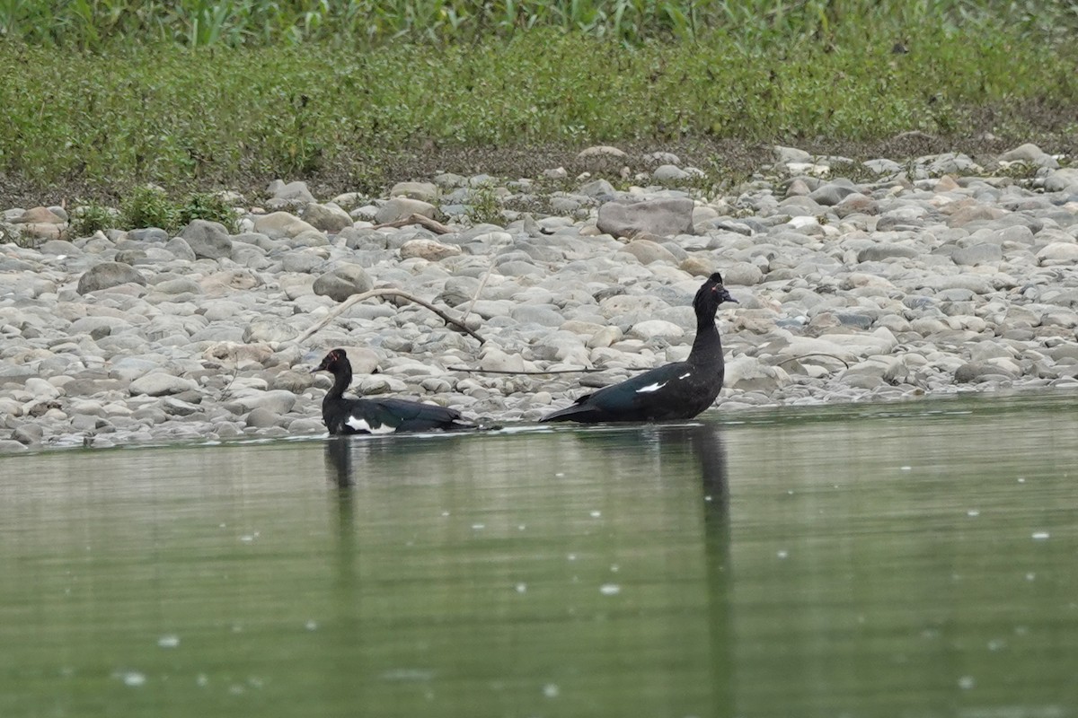 Muscovy Duck - ML624541199