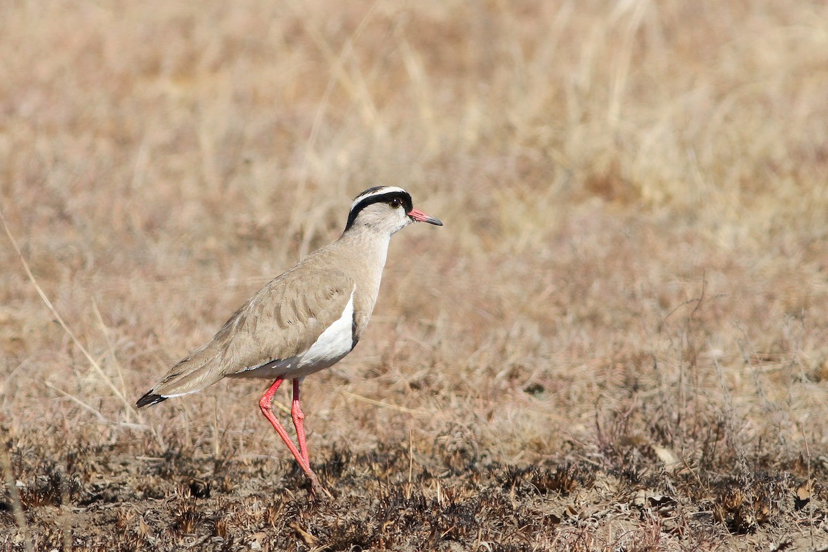 Crowned Lapwing - Per Smith