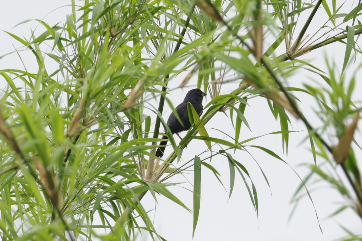 Blue Seedeater (Blue) - ML624541273
