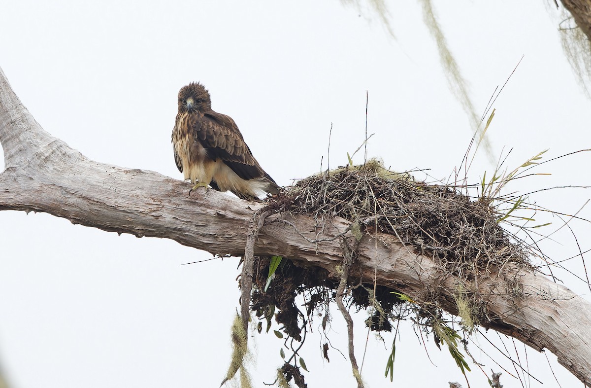 Pygmy Eagle - ML624541277