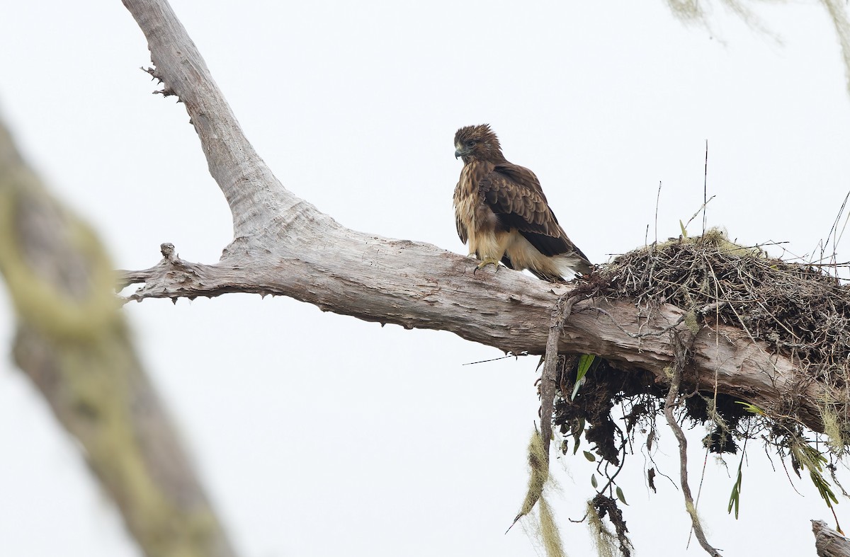Pygmy Eagle - ML624541279
