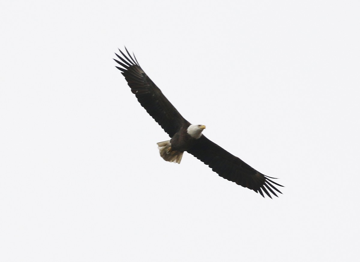 Bald Eagle - ML624541358