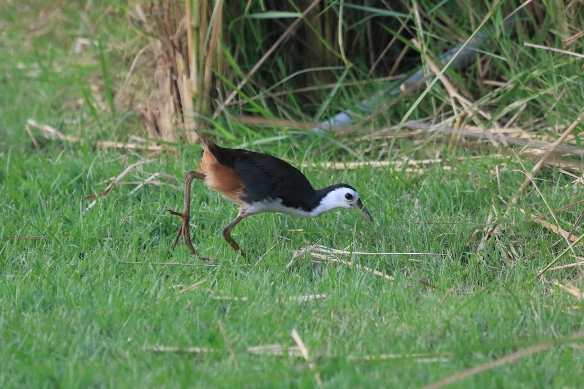 White-breasted Waterhen - ML624541363