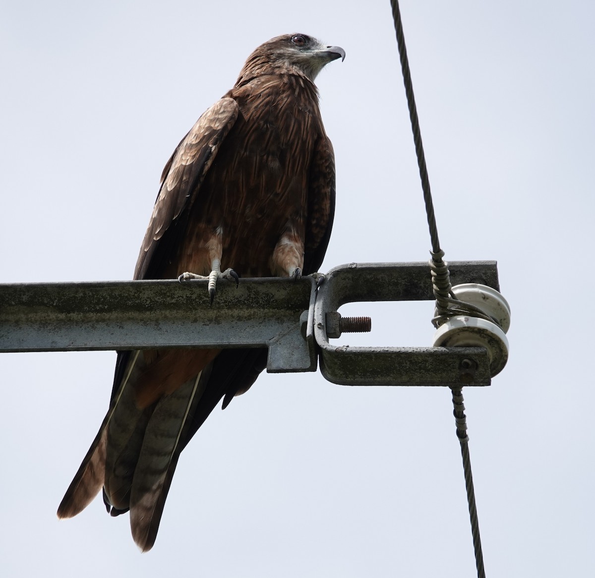 Black Kite - ML624541404