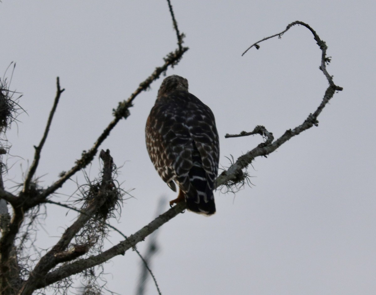 Cooper's Hawk - ML624541437