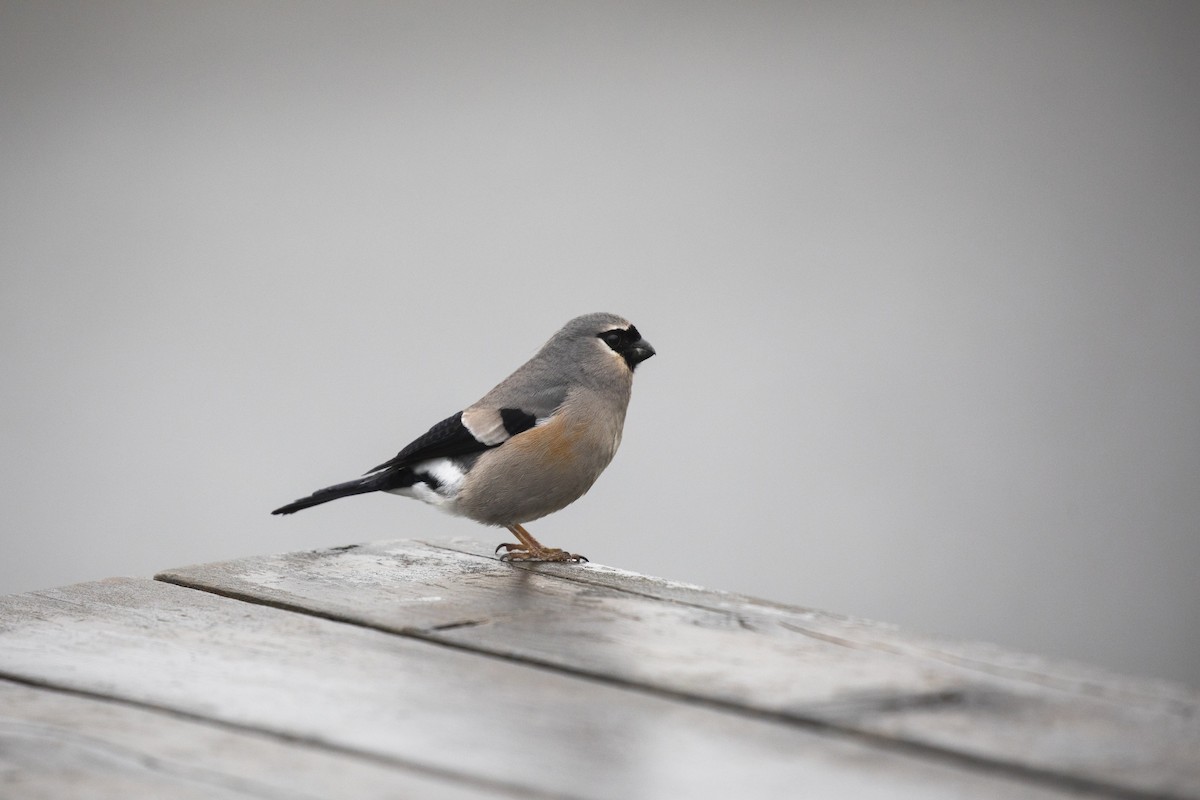 Taiwan Bullfinch - ML624541438