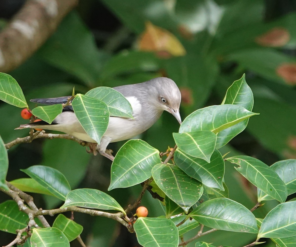 White-shouldered Starling - ML624541439