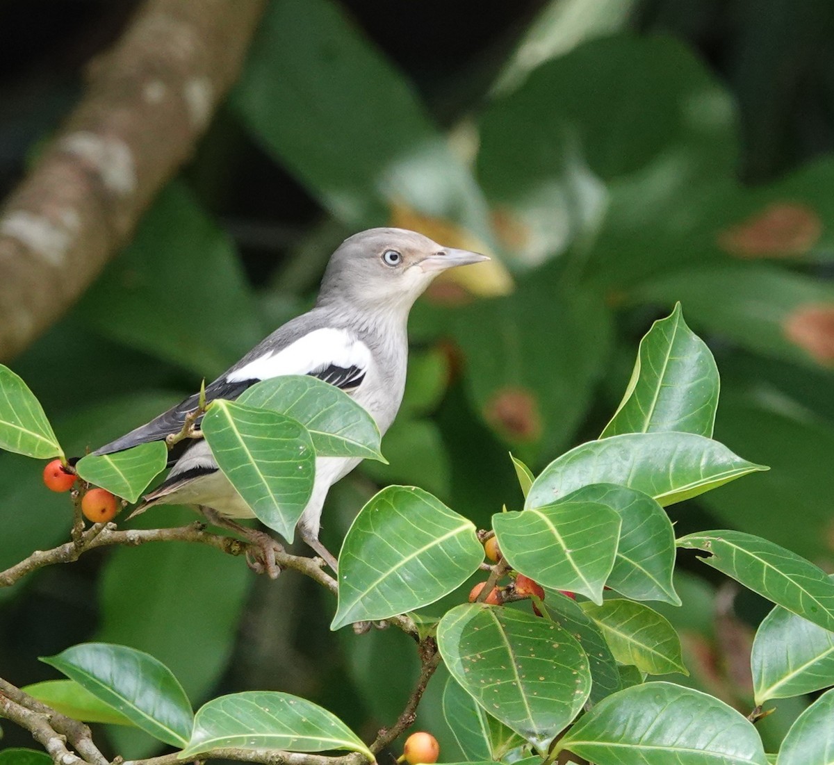 White-shouldered Starling - ML624541440