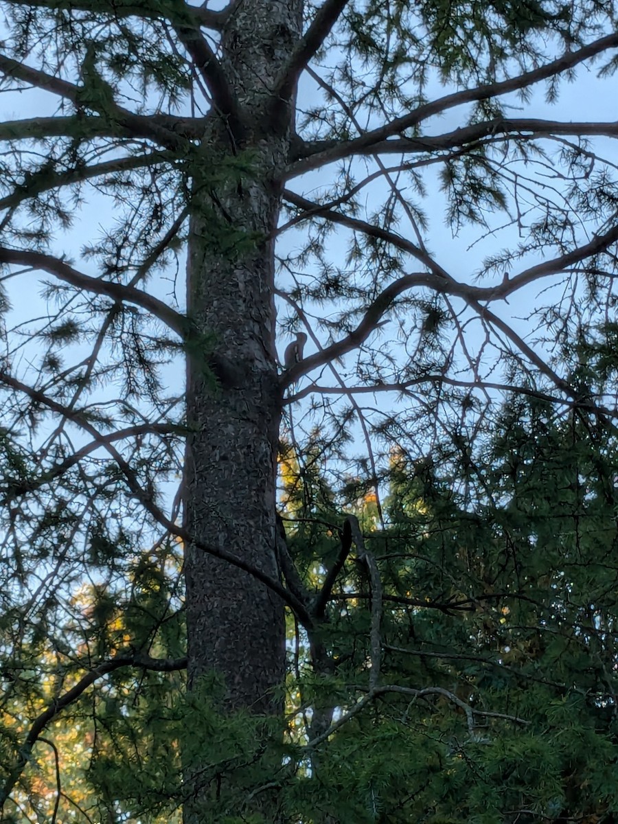 Yellow-bellied Sapsucker - ML624541441