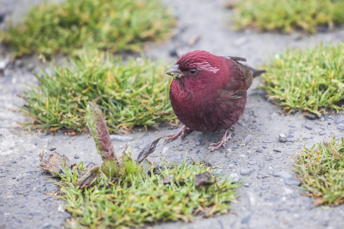 Taiwan Rosefinch - ML624541442