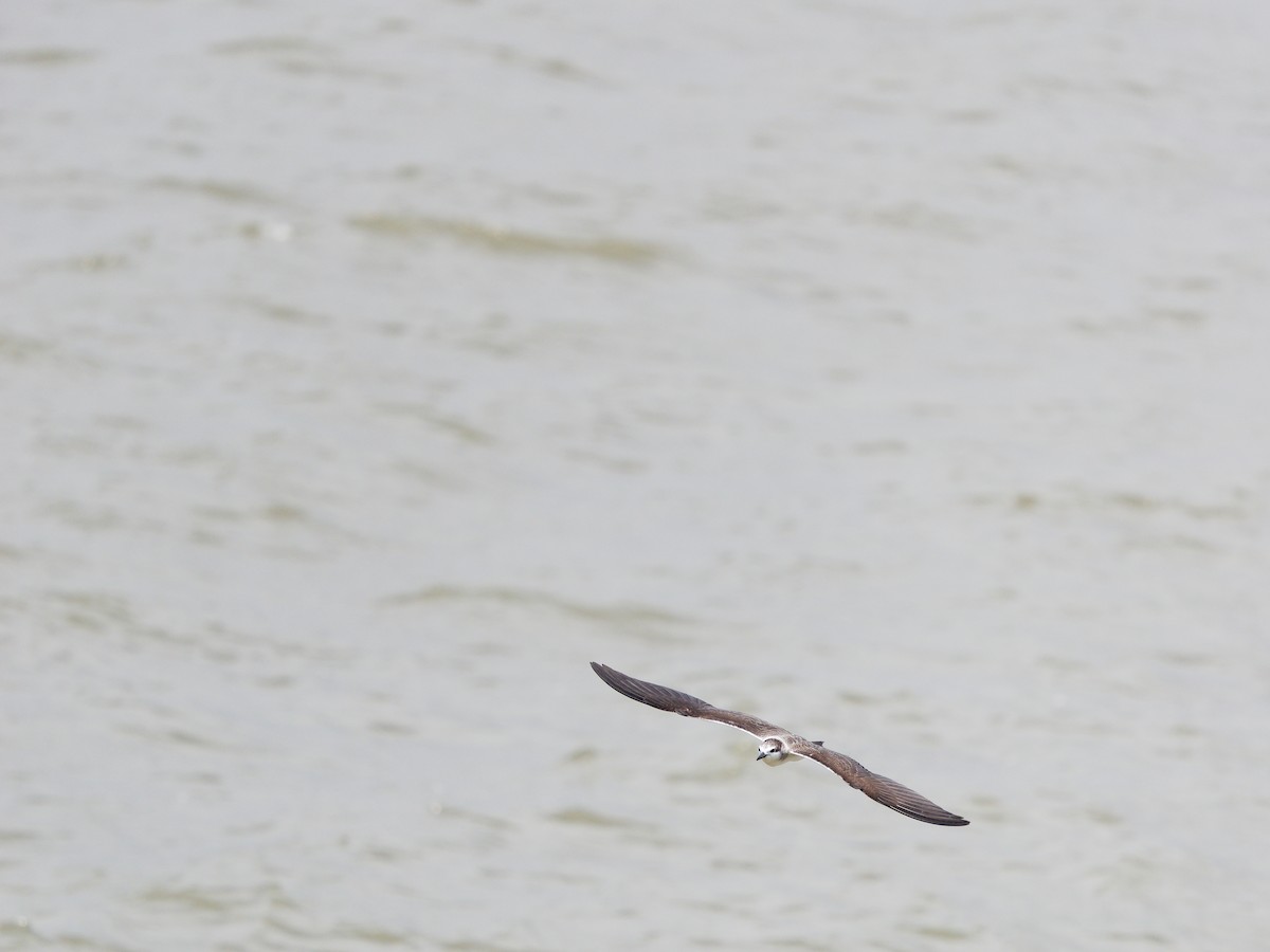 Bridled Tern - ML624541443