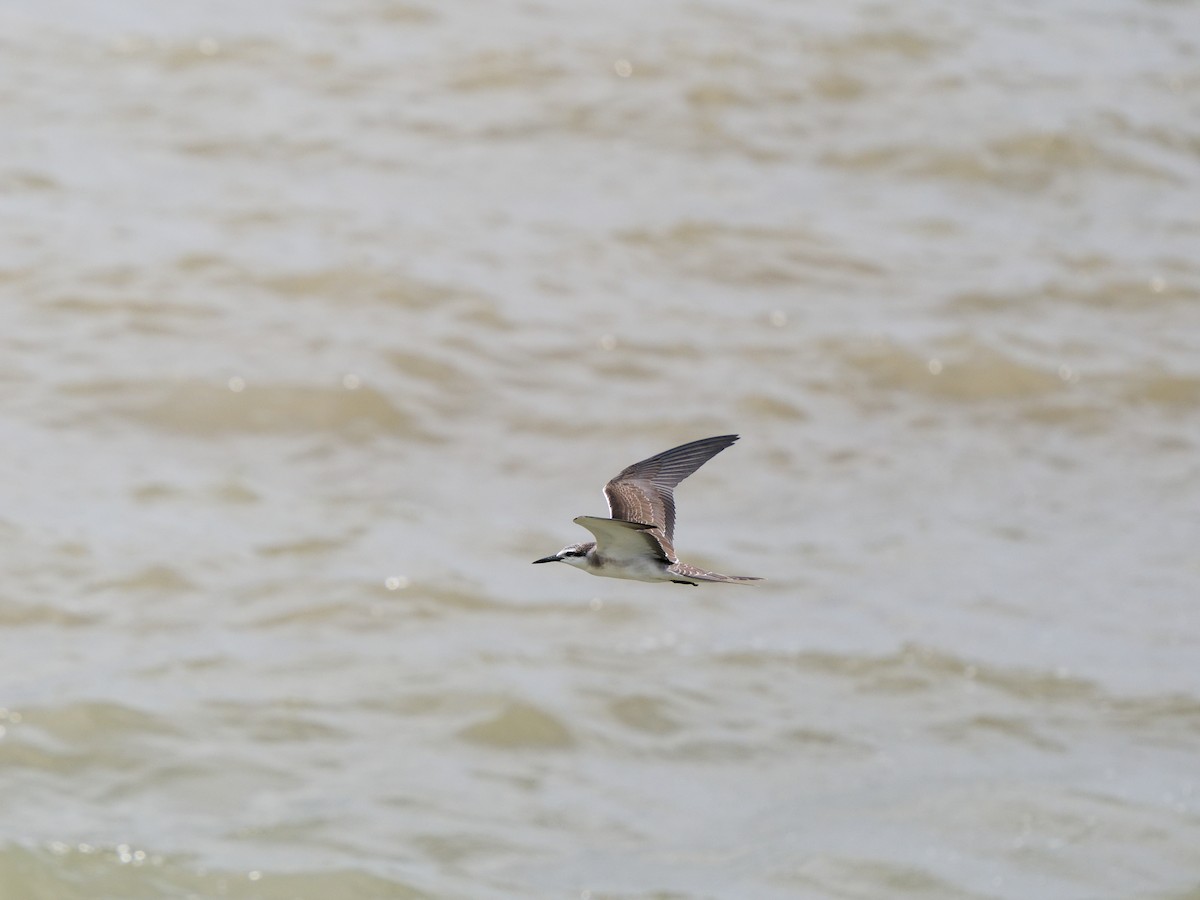 Bridled Tern - ML624541444