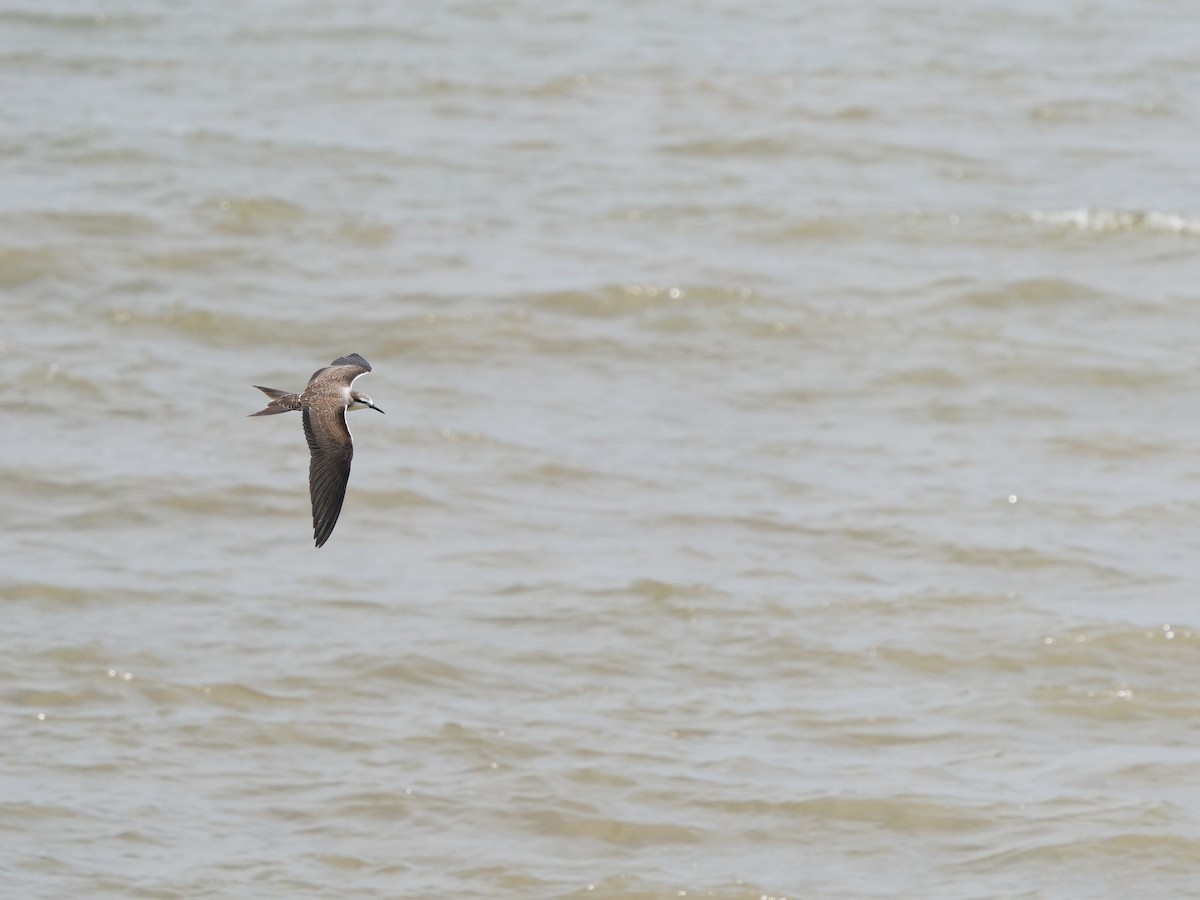 Bridled Tern - ML624541445