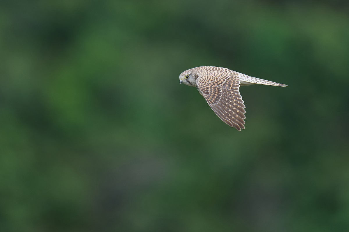 Eurasian Kestrel (Eurasian) - ML624541448