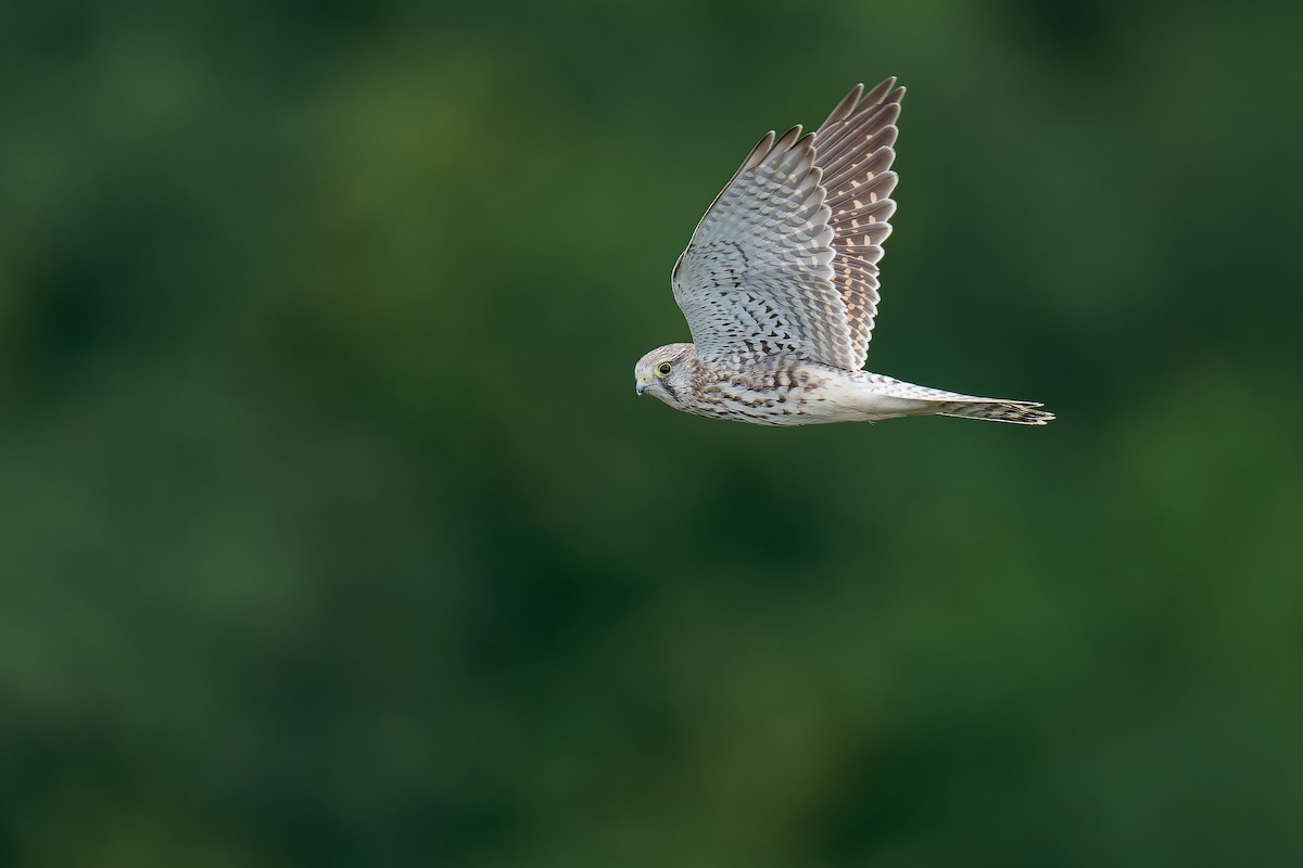 Eurasian Kestrel (Eurasian) - Vincent Wang