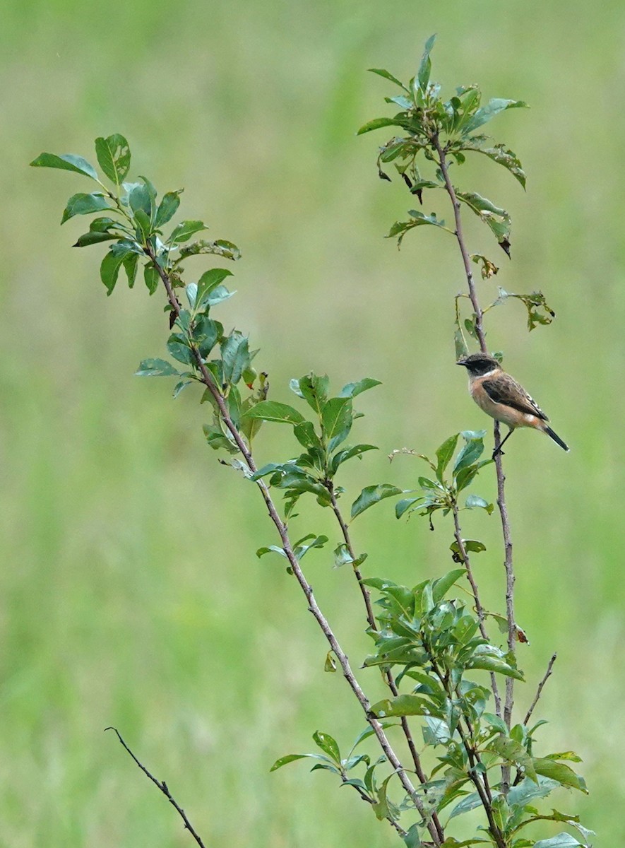 Amur Stonechat - ML624541450