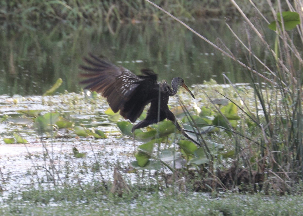 Limpkin - Randy Bumbury