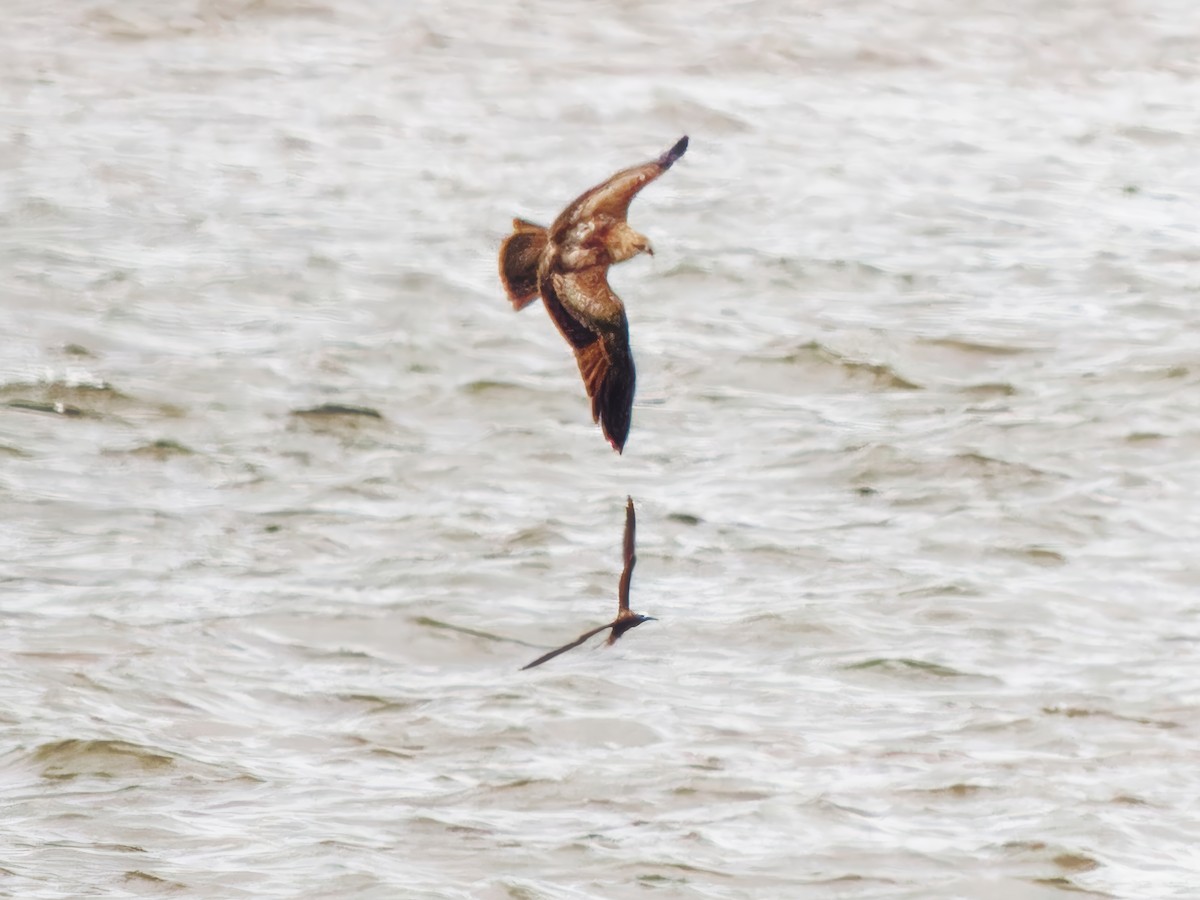 Brahminy Kite - ML624541453