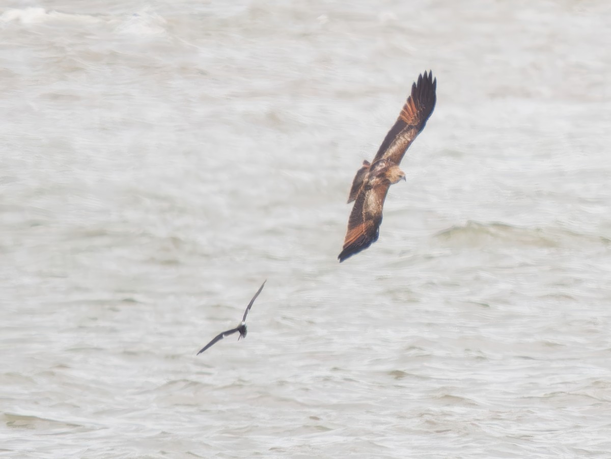 Brahminy Kite - ML624541454