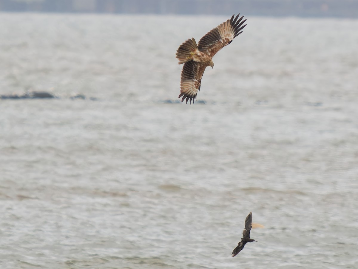 Brahminy Kite - ML624541455