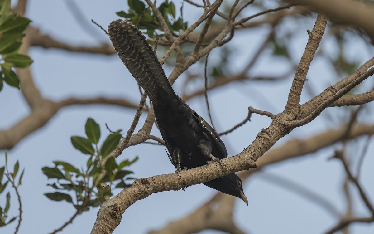 Asian Koel - ML624541456