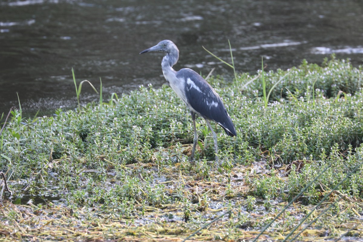 Little Blue Heron - ML624541458