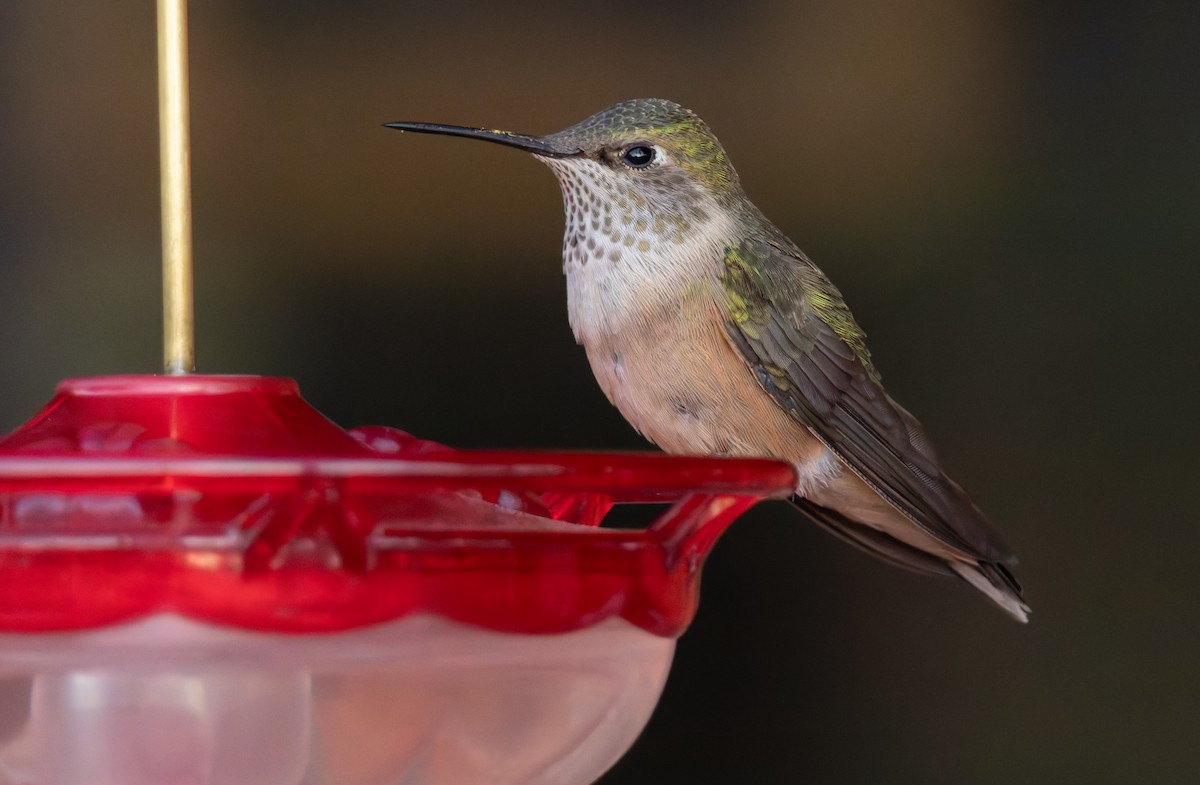 Broad-tailed Hummingbird - ML624541460