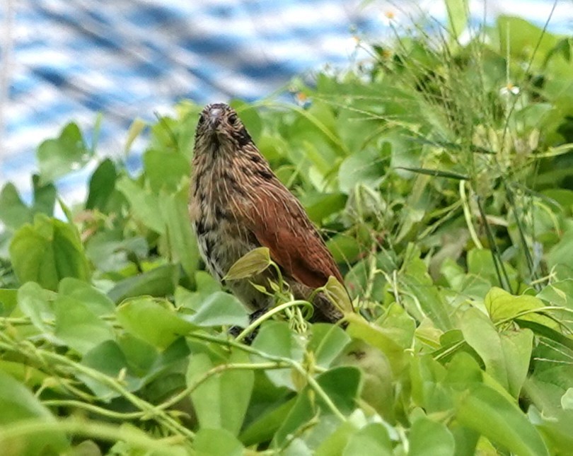 Lesser Coucal - Chao-Ju Su