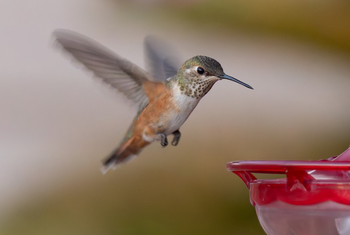 Rufous Hummingbird - ML624541463