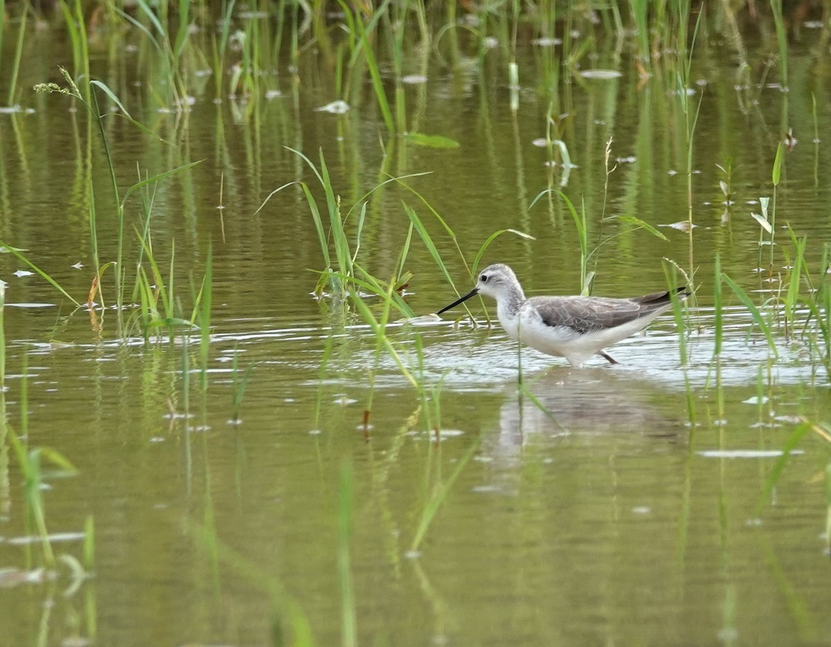 Marsh Sandpiper - ML624541464