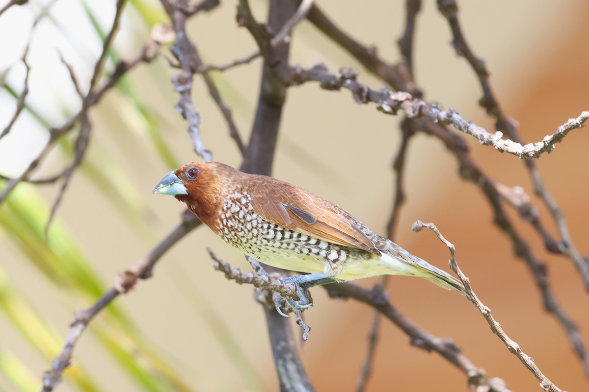 Scaly-breasted Munia - ML624541465