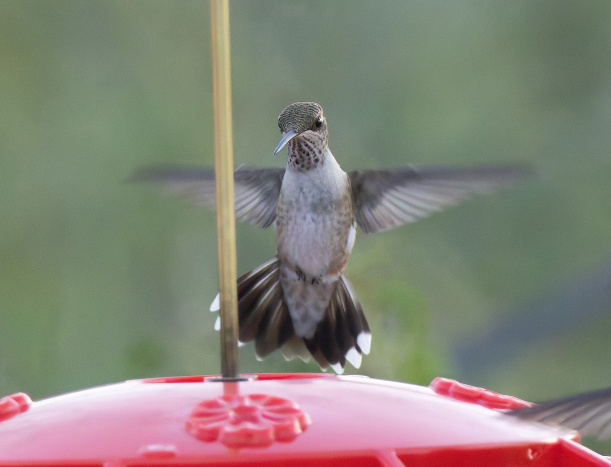 Black-chinned Hummingbird - Joe Aliperti