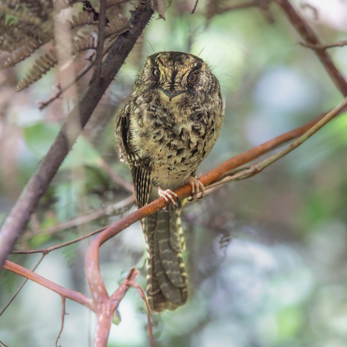 Mountain Owlet-nightjar - ML624541478