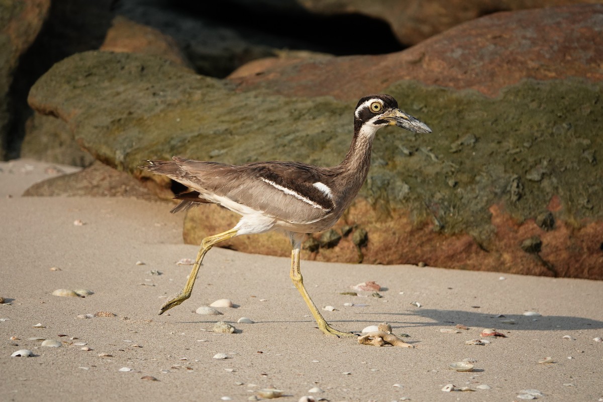 Beach Thick-knee - ML624541506