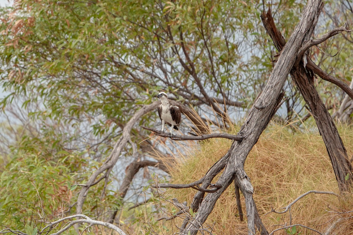 Osprey - ML624541524