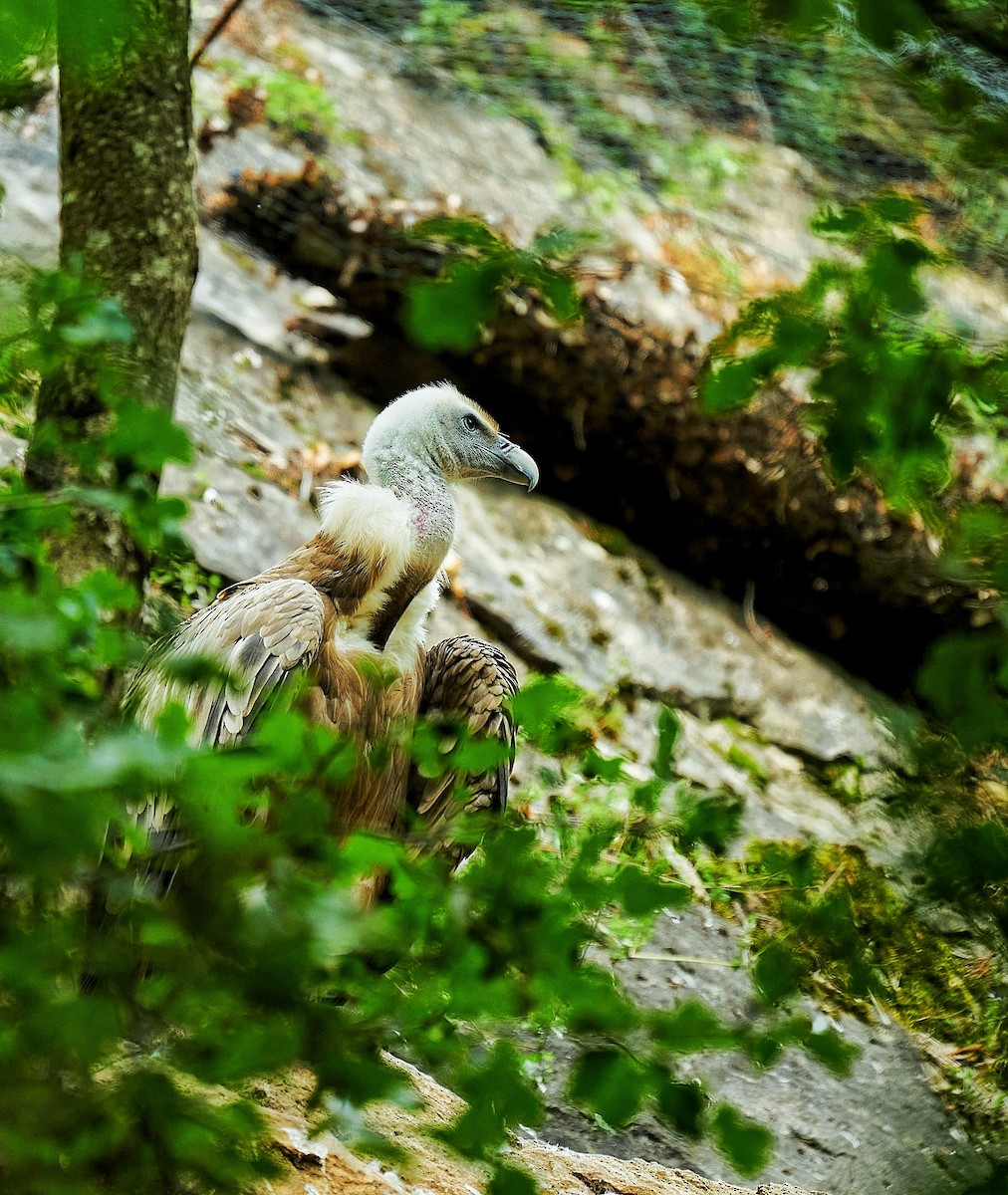 Himalayan Griffon - ML624541555