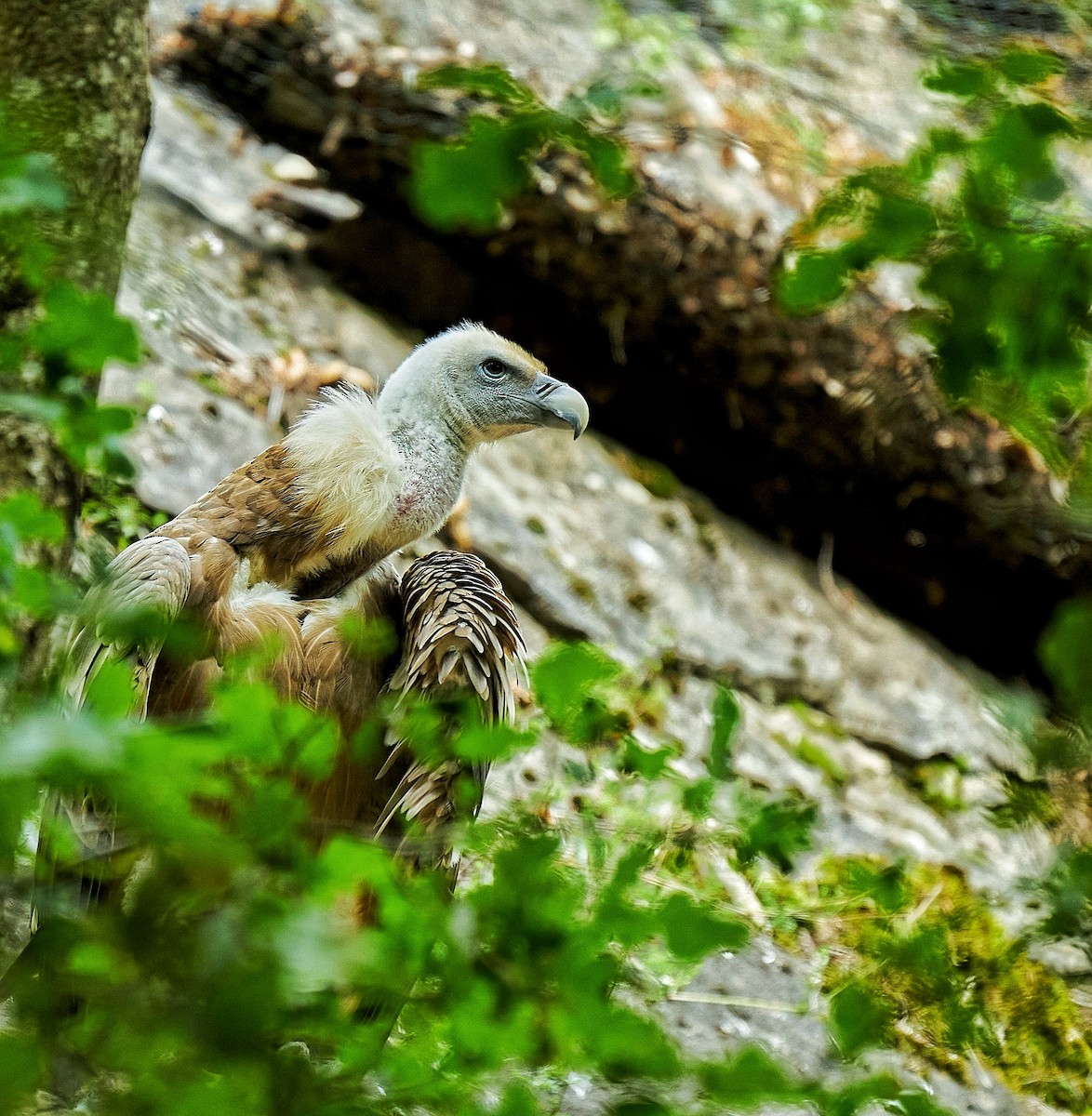 Himalayan Griffon - ML624541556