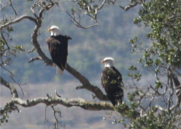 Bald Eagle - ML624541570