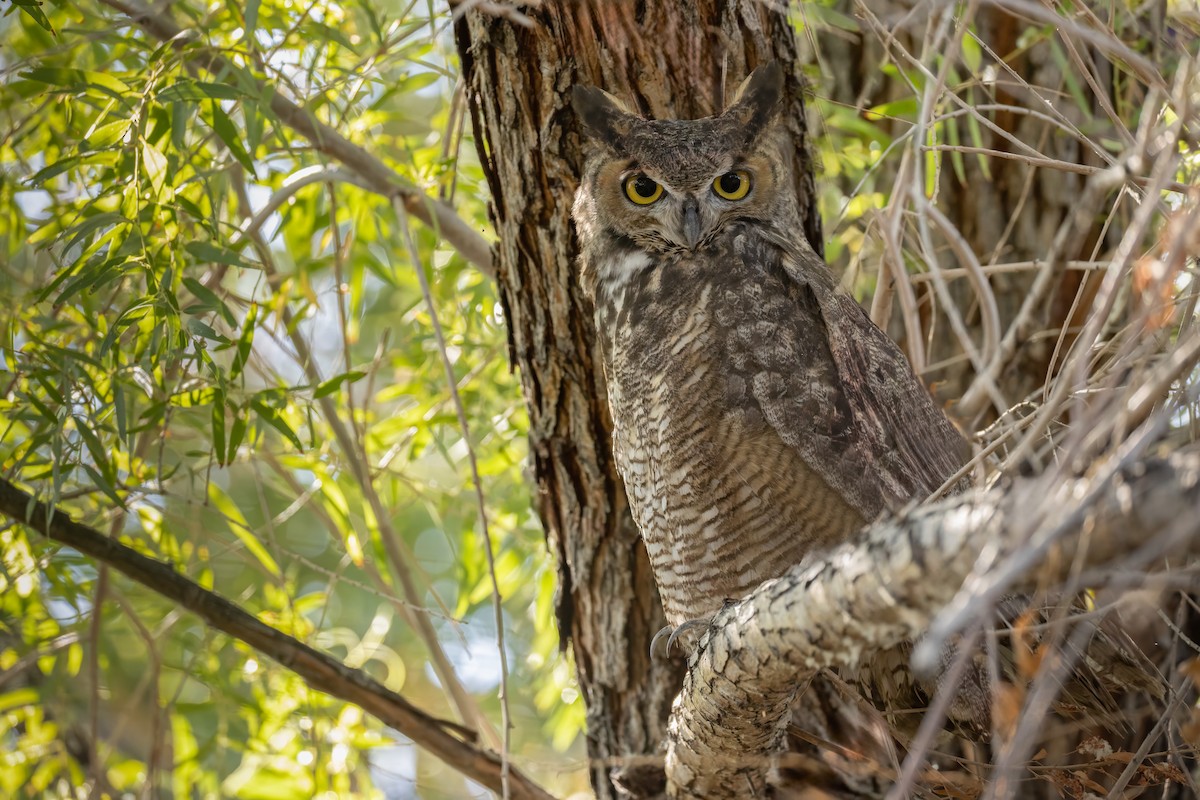 Great Horned Owl - ML624541594