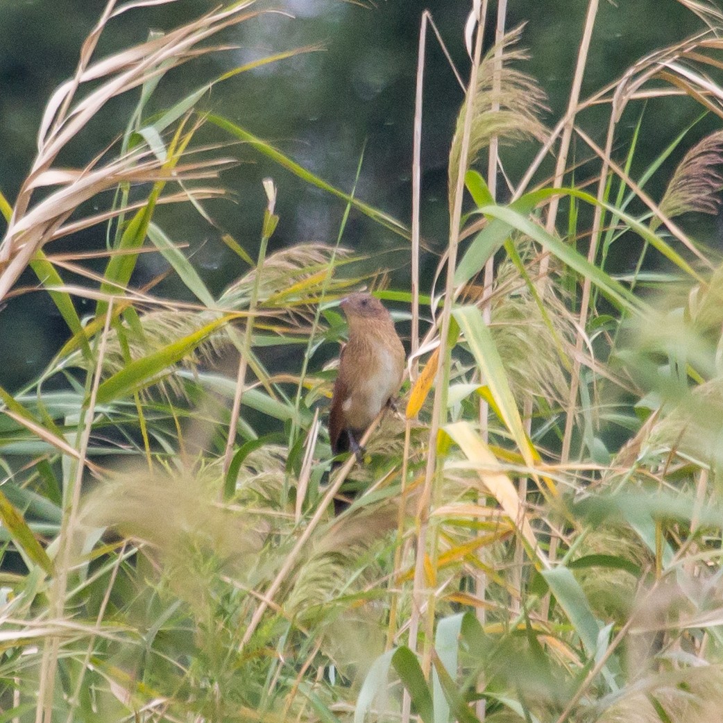 Lesser Coucal - ML624541621