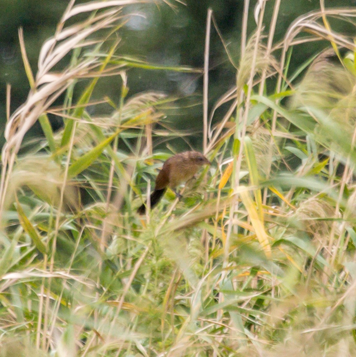 Lesser Coucal - ML624541622