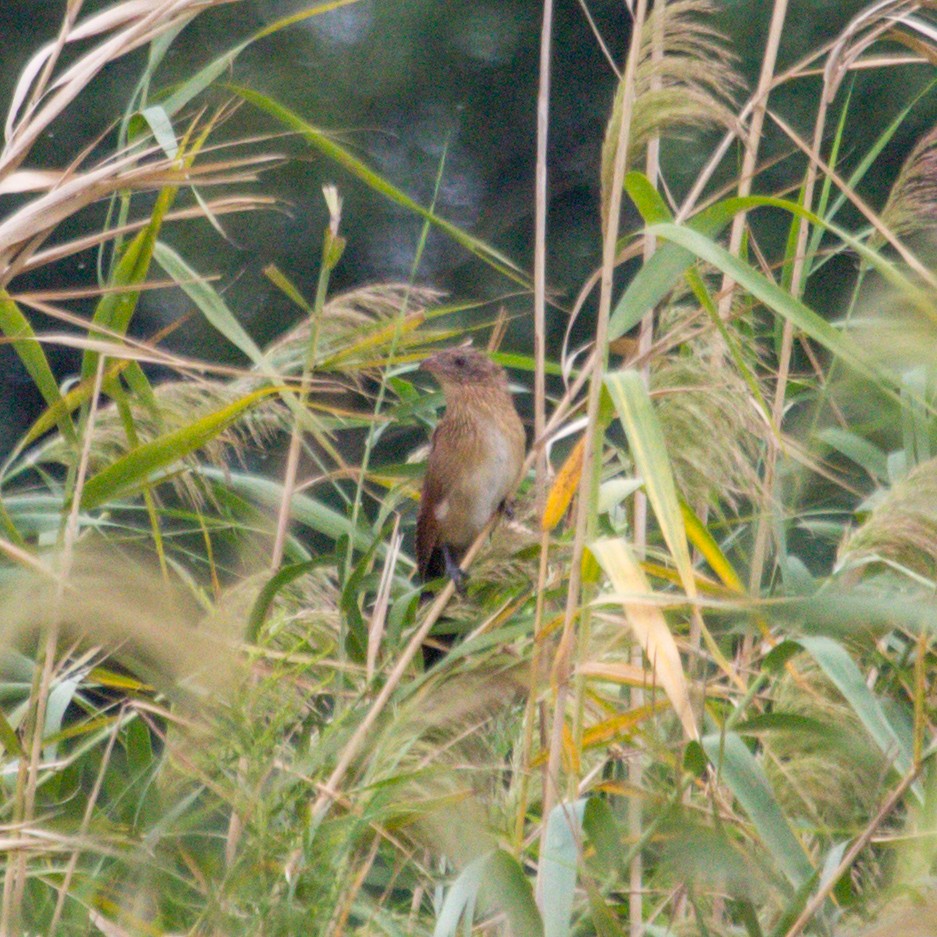 Lesser Coucal - ML624541623