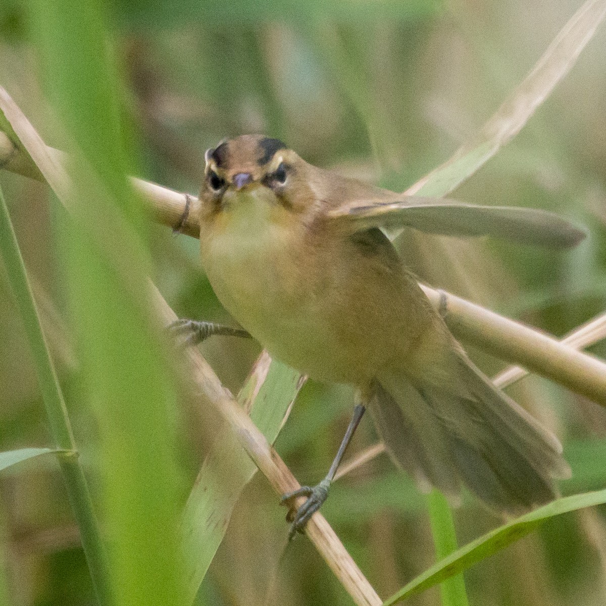 Хар хөмсөгт охил бялзуухай - ML624541628