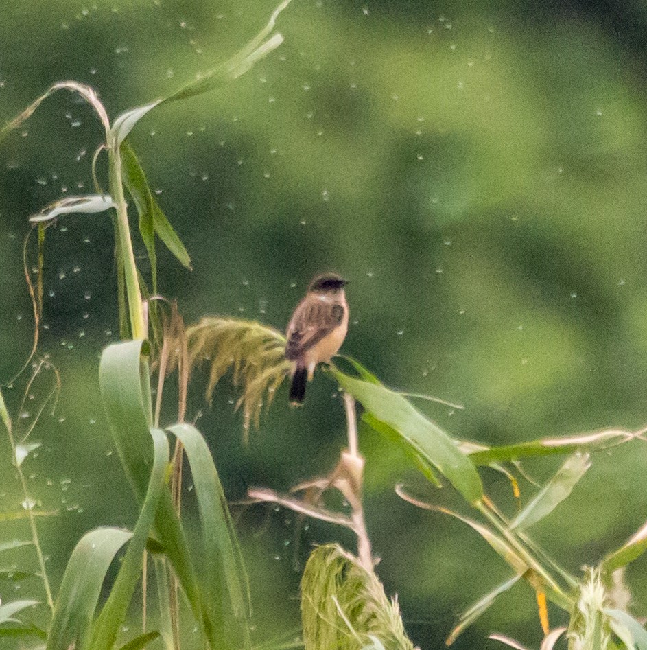 Амарын шулганаа - ML624541633